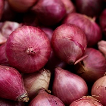 Gourmet Garden Organic Onion