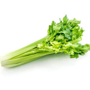 Ooty Celery