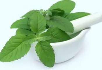 Tulsi leaves