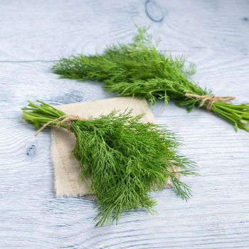 Dill Leaves (Soya Saag) - Cleaned, without roots