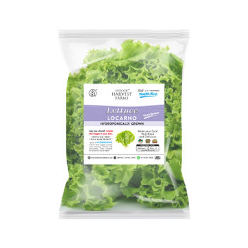 Hydroponic Locarno/ Green Lettuce