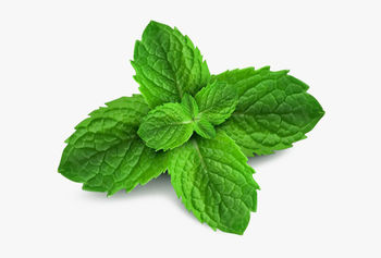 Residue Free Mint Leaves