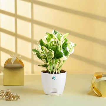 Plants & Gardening Online in Mehsana - Buy Plants & Gardening Near