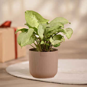 Plants & Gardening Online in Noida - Buy Plants & Gardening Near