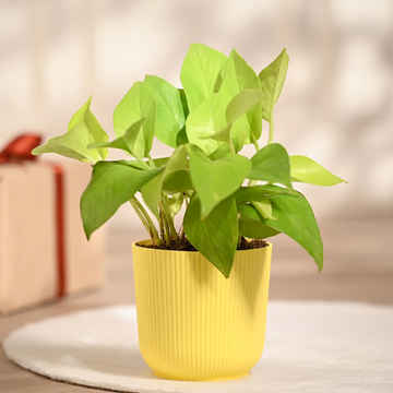 Plants & Gardening Online in Mysuru - Buy Plants & Gardening Near
