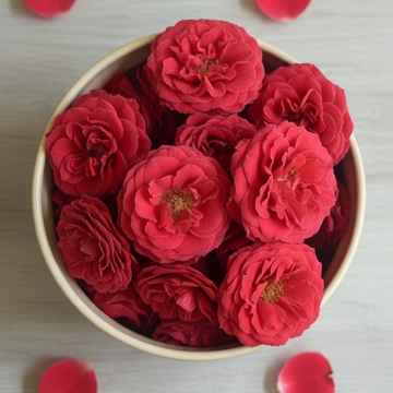Paneer-Rose.jpeg