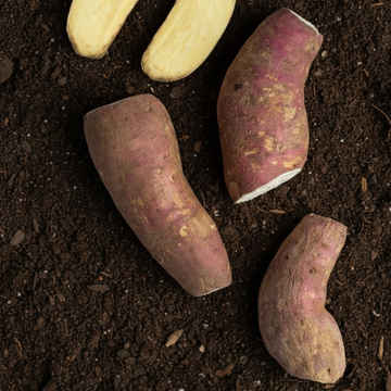 Organically-Grown-Sweet-Potato