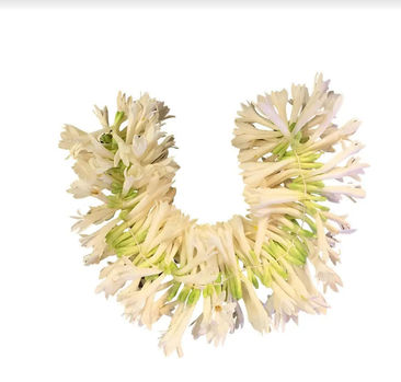 Rajnigandha Flower String 1 pc Combo