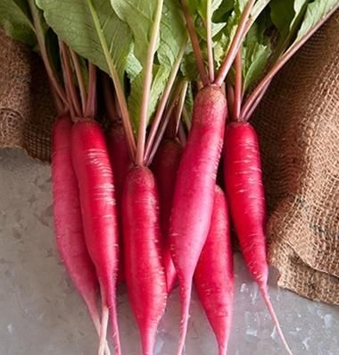 Radish Red