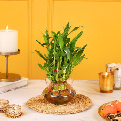 Nurturing Green - Lucky Bamboo Plant (2-layer) in Glass Pot (10cm x 8cm) | Plants for Gifting