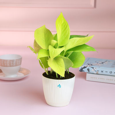 Nurturing Green - Money Plant Gold in Self Watering Pot (Ivory, 9.5cm x 8.5cm) | Indoor Plants
