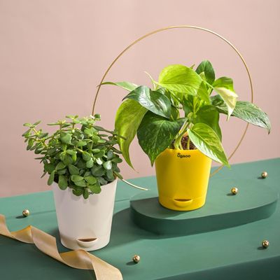 Ugaoo Jade Plant With Self Watering Ivory Pot(1pc) & Ugaoo Money Plant Variegated With Self Watering Yellow Pot(1pc) Combo