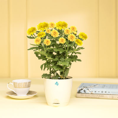 Nurturing Green - Chrysanthemum Yellow Indoor Plant in Self Watering Ivory Pot (Size: 11.5 x 11 cm)