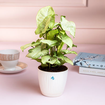 Nurturing Green - Syngonium White Plant in Self Watering Pot (Ivory, 9.5cm x 8.5cm) | Live Plants