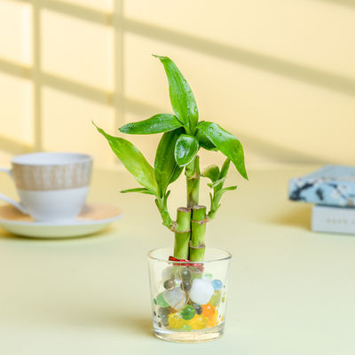 Nurturing Green - Lucky Bamboo Plant (3-Stems) in Glass Pot (6cm x 6cm) | Good Luck Plant Gift