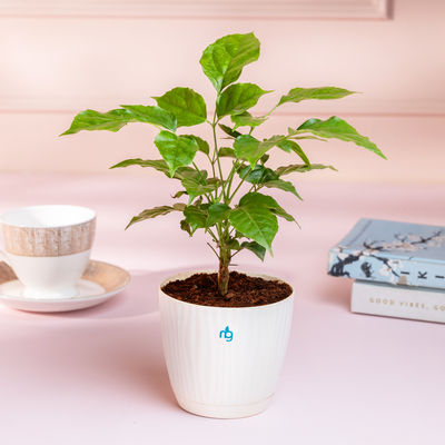 Nurturing Green - Radermachera Plant in Self Watering Pot (Ivory, 9.5cm x 8.5cm) | Indoor Plants