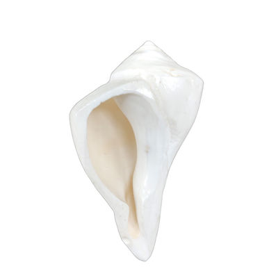 Svasti Natural Dakshinavarti Shank