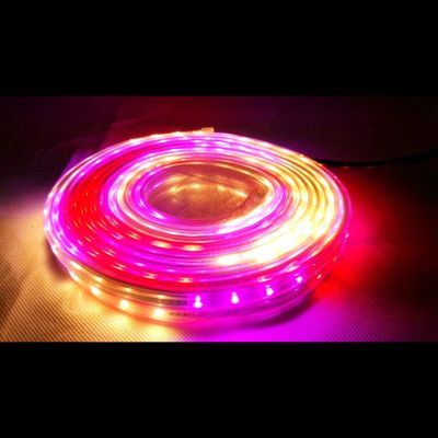 Desidiya 10 Meter Multicolor Led Rope Light - Vibrant Decorative Lighting For Indoor & Outdoor Use