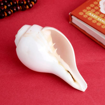 Satvik Natural Vamavarti Shankh