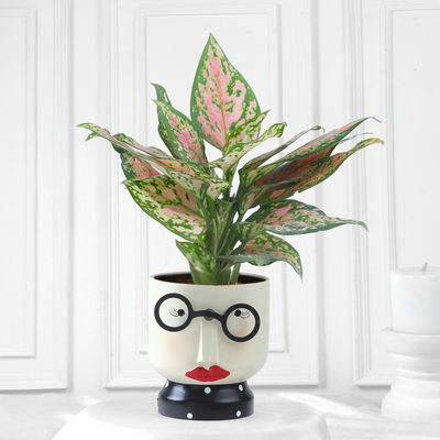 FNP Pink Aglonema Plant with Girl Planter