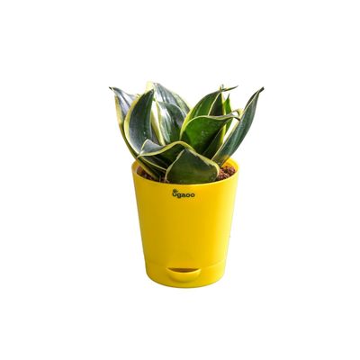 Ugaoo Snake Plant Golden Hahnii with Self Watering Pot