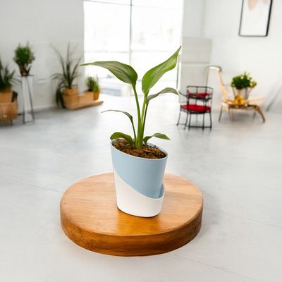 Bloom Bird Of Paradise Plant | Decor & Gift