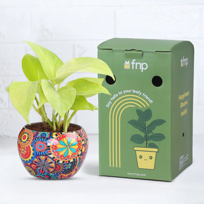 FNP Golden Money Plant In Colourful Rajwada Pot