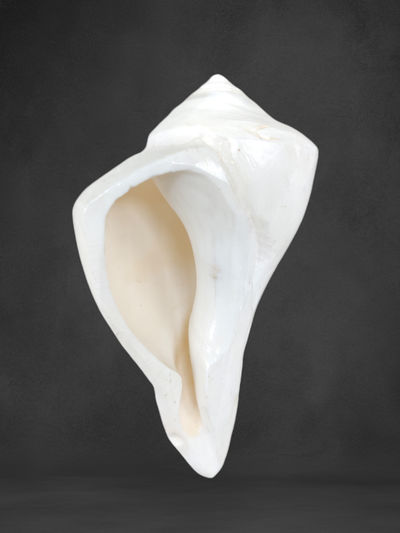 Svasti Natural Dakshinavarti Shank
