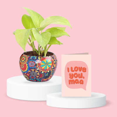 Fnp Golden Money Plant In Colourful Rajwada Pot (1pc) & Oye Happy I Love You Maa (1pc) Combo