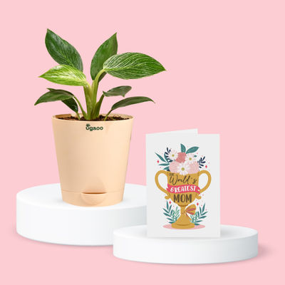 Ugaoo Philodendron Birkin With Ivory Self Watering Pot (1pc) & Happy Mail World'S Greatest Mom Trophy Card (1pc) Combo