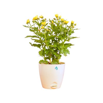 Nurturing Green - Chrysanthemum Yellow Indoor Plant in Self Watering Ivory Pot (Size: 11.5 x 11 cm)