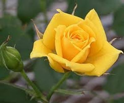 Yellow Rose