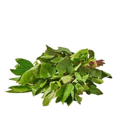 Deep Rooted Gongura - Greenhouse Grown