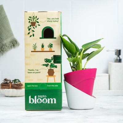 Bloom Berkin Plant | Decor & Gift