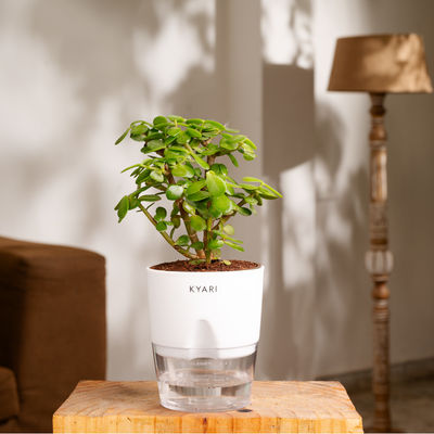 Kyari Jade Plant + Water 4" Pot - White - Greenery for Your Home