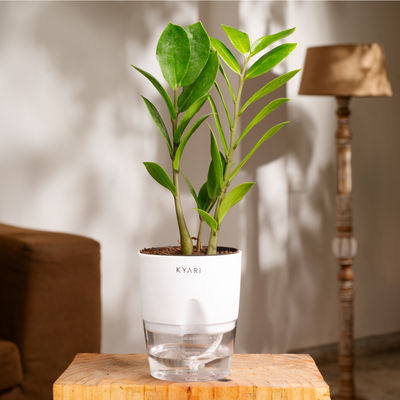 Kyari Zamioculcas Zamiifolia (ZZ) + Water 4" Pot - White - Easy Care Plant