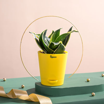 Ugaoo Snake Plant Golden Hahnii with Self Watering Pot 1 pc Combo