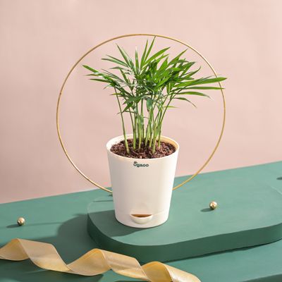 Ugaoo Bamboo Palm Plant with Self-Watering Pot