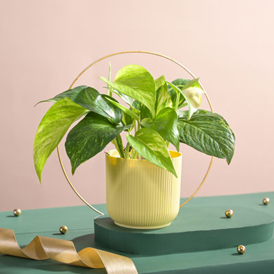 Ugaoo Good Luck Money Plant Variegated with Ibiza Pot