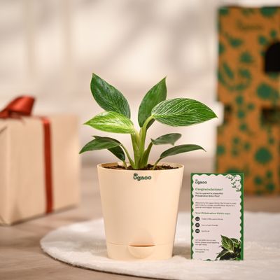 Ugaoo Philodendron Birkin with Ivory Self Watering Pot