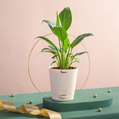 Ugaoo Air Purifying Peace Lily Plant In Self Watering Pot