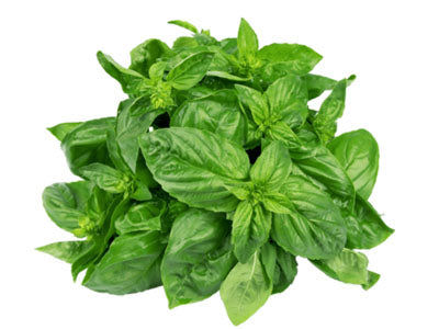 Deep Rooted Italian Basil - Greenhouse Grown