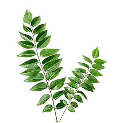 Deep Rooted Curry Leaves