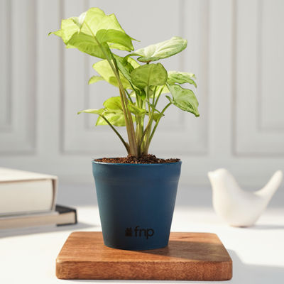 FNP Syngonium Green Plant in Imported Pot