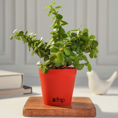 FNP Jade Plant in Red Pot