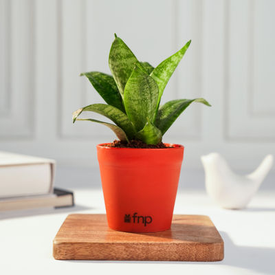 FNP Green Sansevieria Plant in Red Pot