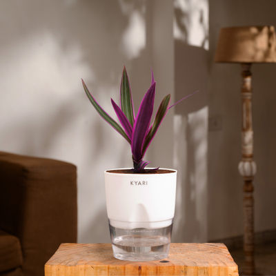 Kyari Rhoeo Tricolor with 4" Water Pot - White Variant - Vibrant Indoor Plant