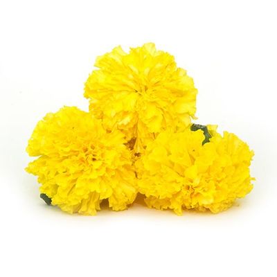 Marigold
