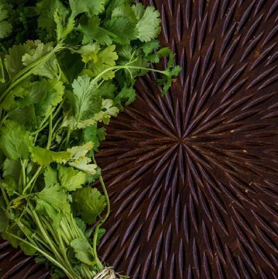 Gourmet Garden Organic Coriander