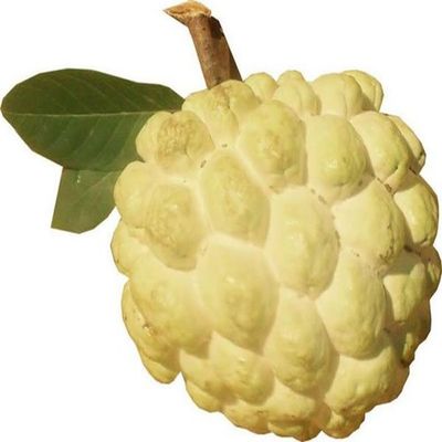 Custard Apple Golden Semi Ripe